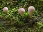 Körtealakú pöfeteg (Lycoperdon pyriforme), Visegrádi-hegység